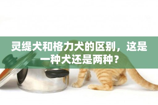 靈緹犬和格力犬的區別，這是一種犬還是兩種？