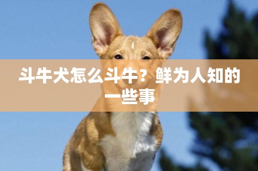 斗牛犬怎么斗牛？鮮為人知的一些事