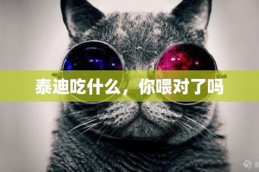 泰迪吃什么，你喂對了嗎