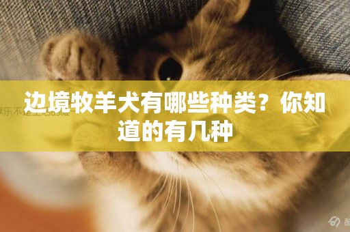 邊境牧羊犬有哪些種類？你知道的有幾種