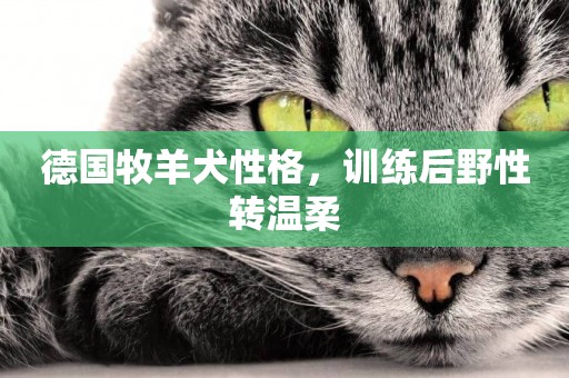 德國牧羊犬性格，訓練后野性轉溫柔