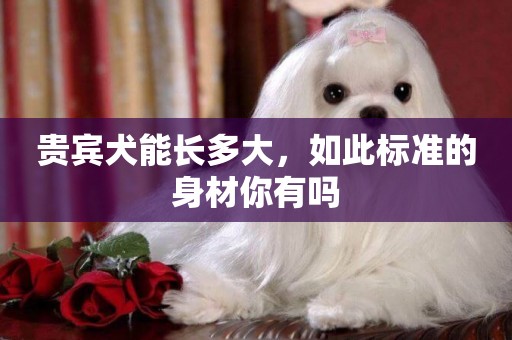 貴賓犬能長多大，如此標準的身材你有嗎
