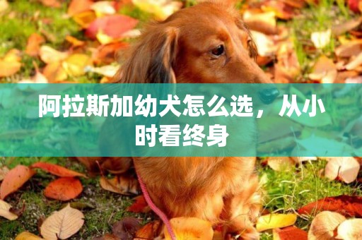 阿拉斯加幼犬怎么選，從小時看終身