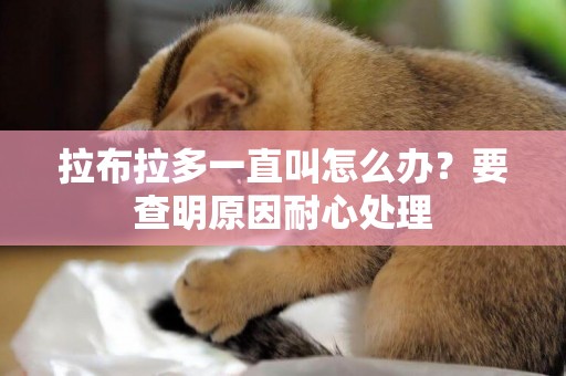 拉布拉多一直叫怎么辦？要查明原因耐心處理
