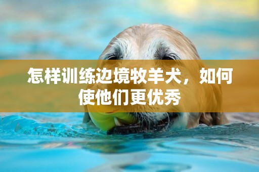 怎樣訓練邊境牧羊犬，如何使他們更優秀