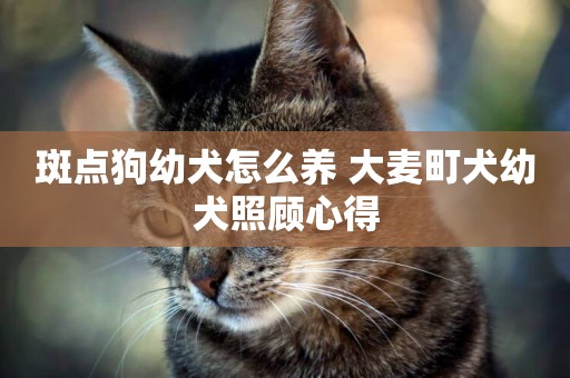 斑點狗幼犬怎么養 大麥町犬幼犬照顧心得