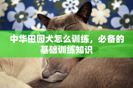 中華田園犬怎么訓練，必備的基礎訓練知識
