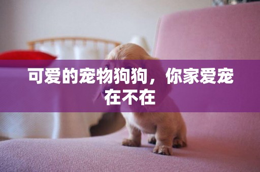 可愛的寵物狗狗，你家愛寵在不在
