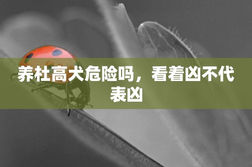養杜高犬危險嗎，看著兇不代表兇