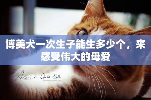 博美犬一次生子能生多少個，來感受偉大的母愛