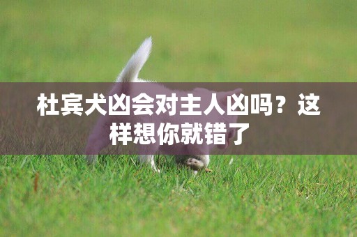 杜賓犬兇會對主人兇嗎？這樣想你就錯了