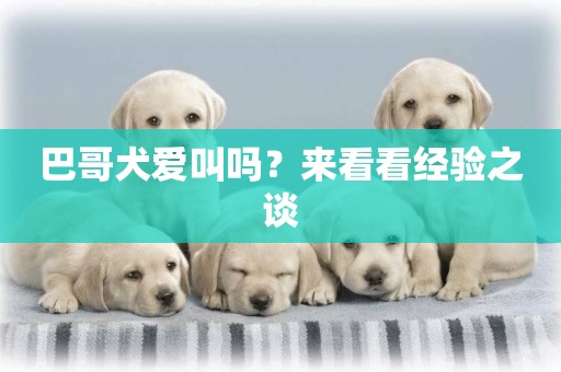 巴哥犬愛叫嗎？來看看經驗之談