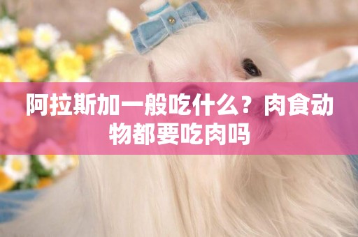 阿拉斯加一般吃什么？肉食動物都要吃肉嗎