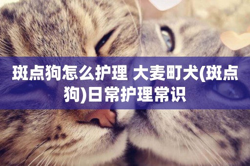 斑點狗怎么護理 大麥町犬(斑點狗)日常護理常識