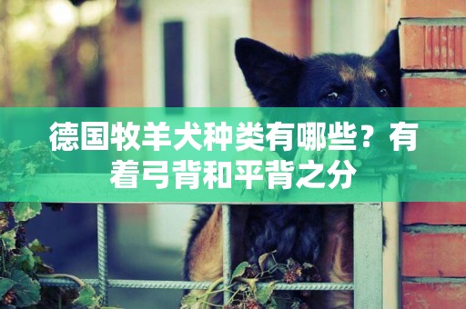 德國牧羊犬種類有哪些？有著弓背和平背之分