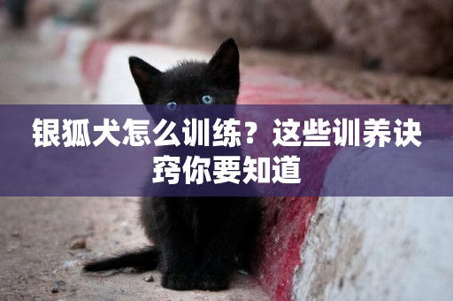 銀狐犬怎么訓練？這些訓養訣竅你要知道