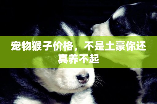 寵物猴子價格，不是土豪你還真養不起