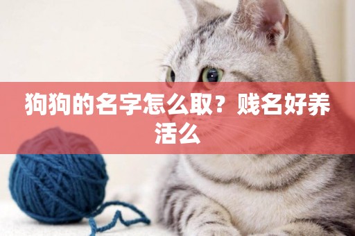 狗狗的名字怎么取？賤名好養活么