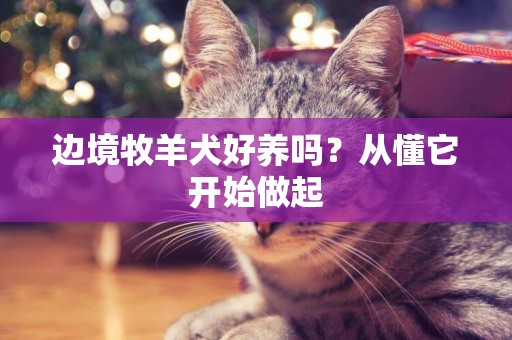 邊境牧羊犬好養嗎？從懂它開始做起