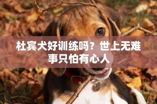 杜賓犬好訓練嗎？世上無難事只怕有心人