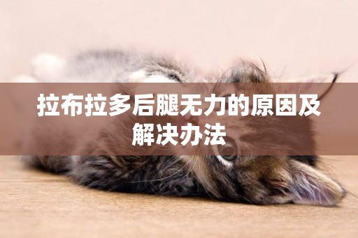 拉布拉多后腿無力的原因及解決辦法