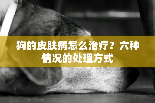 狗的皮膚病怎么治療？六種情況的處理方式