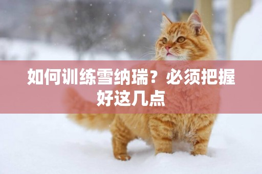 如何訓練雪納瑞？必須把握好這幾點