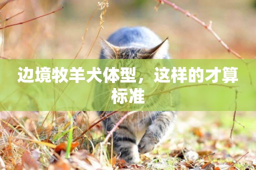邊境牧羊犬體型，這樣的才算標準