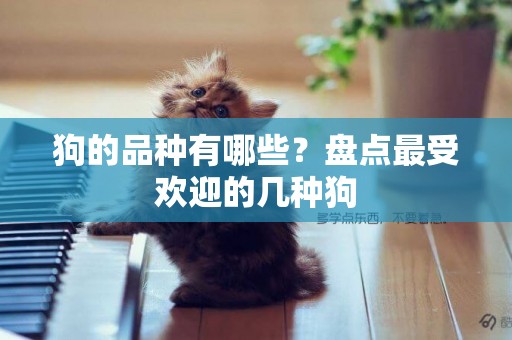狗的品種有哪些？盤點最受歡迎的幾種狗