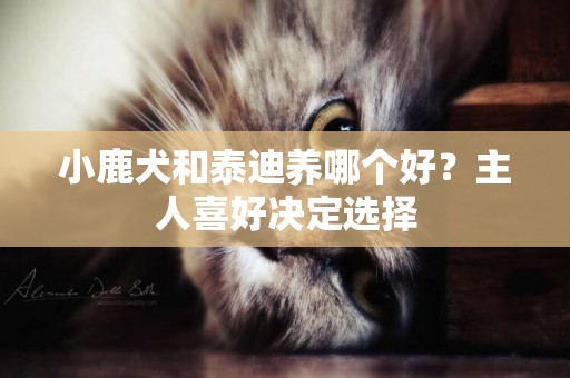 小鹿犬和泰迪養哪個好？主人喜好決定選擇