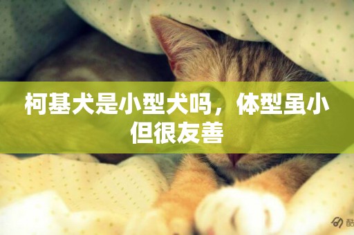 柯基犬是小型犬嗎，體型雖小但很友善