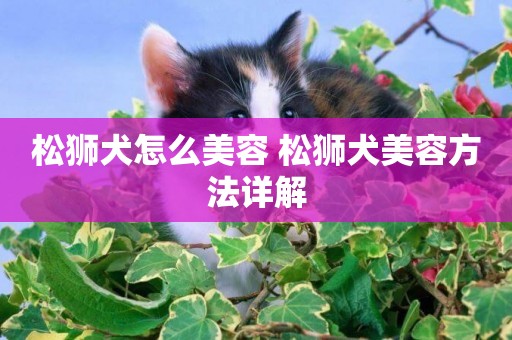 松獅犬怎么美容 松獅犬美容方法詳解