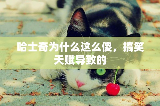 哈士奇為什么這么傻，搞笑天賦導致的