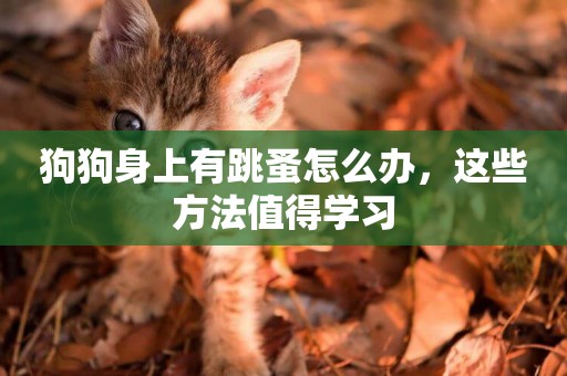 狗狗身上有跳蚤怎么辦，這些方法值得學習