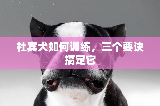 杜賓犬如何訓練，三個要訣搞定它