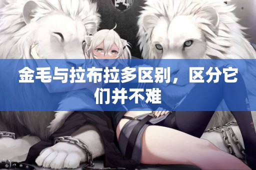 金毛與拉布拉多區別，區分它們并不難