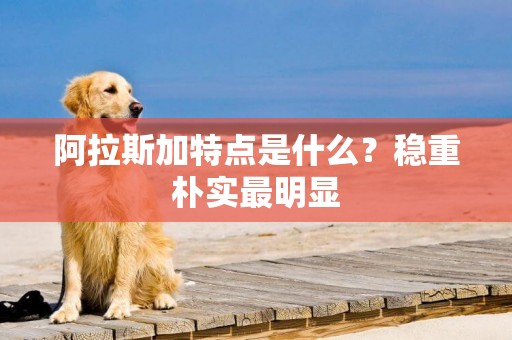 阿拉斯加特點是什么？穩重樸實最明顯