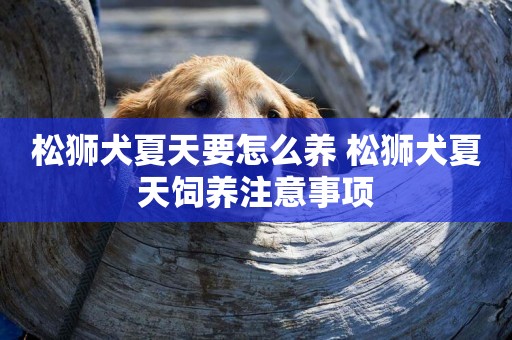 松獅犬夏天要怎么養 松獅犬夏天飼養注意事項