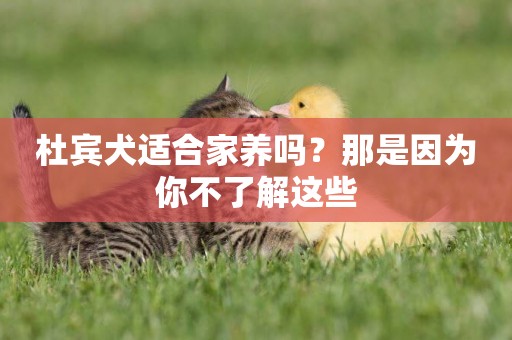 杜賓犬適合家養嗎？那是因為你不了解這些