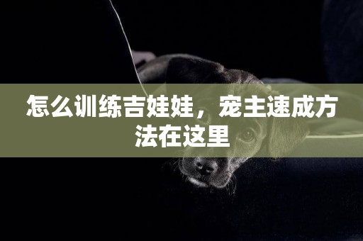 怎么訓練吉娃娃，寵主速成方法在這里
