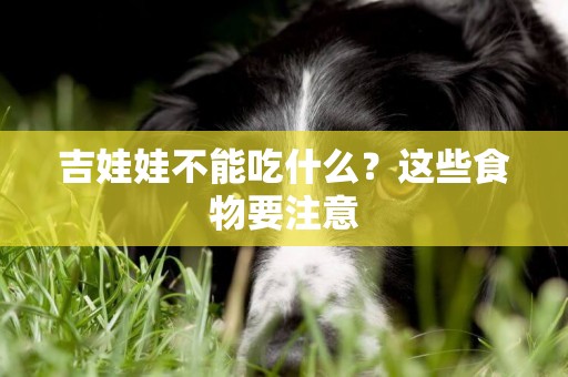 吉娃娃不能吃什么？這些食物要注意