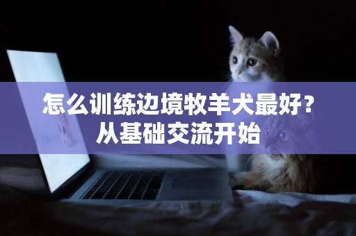 怎么訓練邊境牧羊犬最好？從基礎交流開始