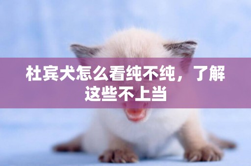 杜賓犬怎么看純不純，了解這些不上當
