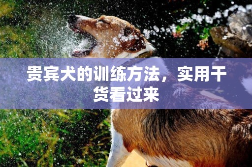 貴賓犬的訓練方法，實用干貨看過來