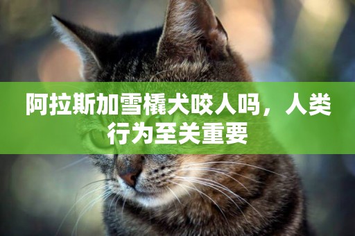 阿拉斯加雪橇犬咬人嗎，人類行為至關重要