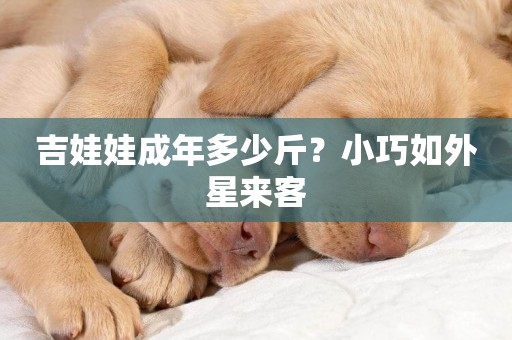 吉娃娃成年多少斤？小巧如外星來客