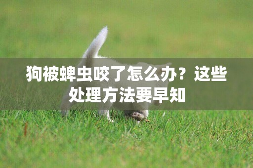 狗被蜱蟲咬了怎么辦？這些處理方法要早知