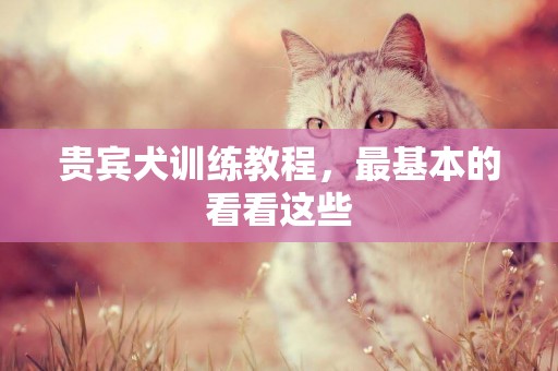 貴賓犬訓練教程，最基本的看看這些
