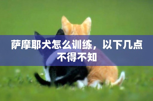 薩摩耶犬怎么訓練，以下幾點不得不知