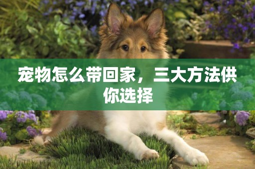寵物怎么帶回家，三大方法供你選擇
